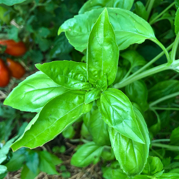 Italian Sweet Basil