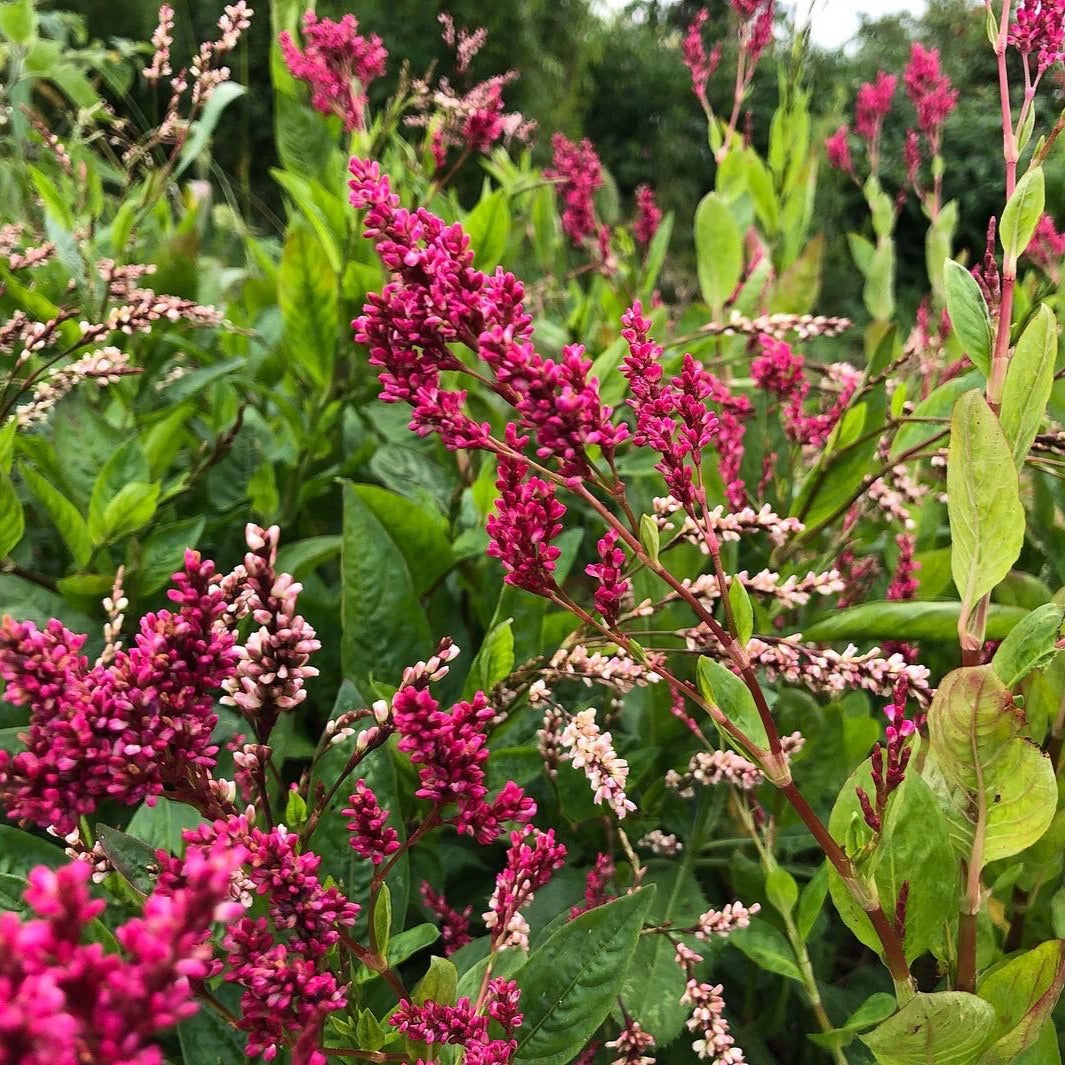 indigo plant seeds online Japanese Indigo – Truelove Seeds