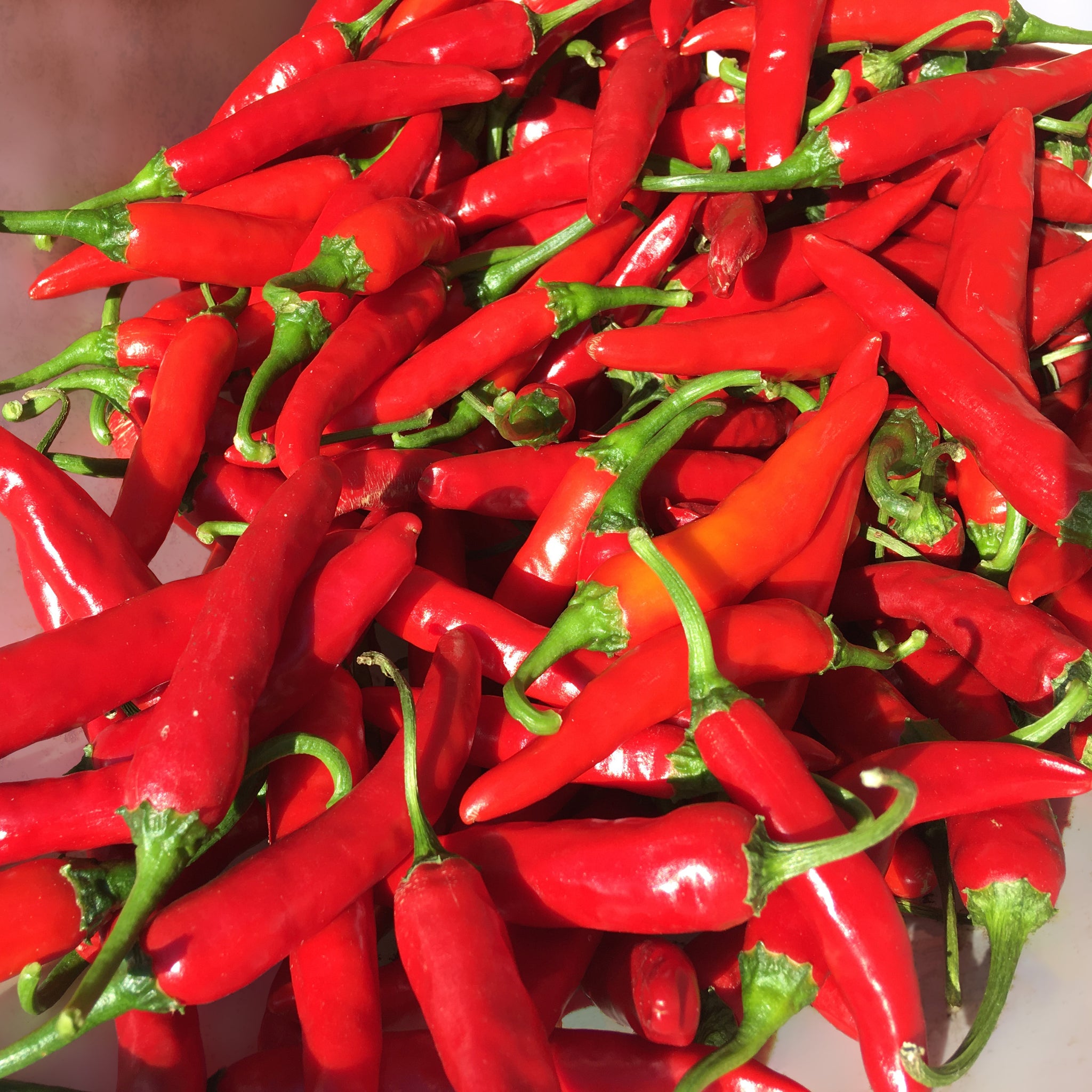 Hong Gochu Korean Hong-Gochu Pepper – Truelove Seeds