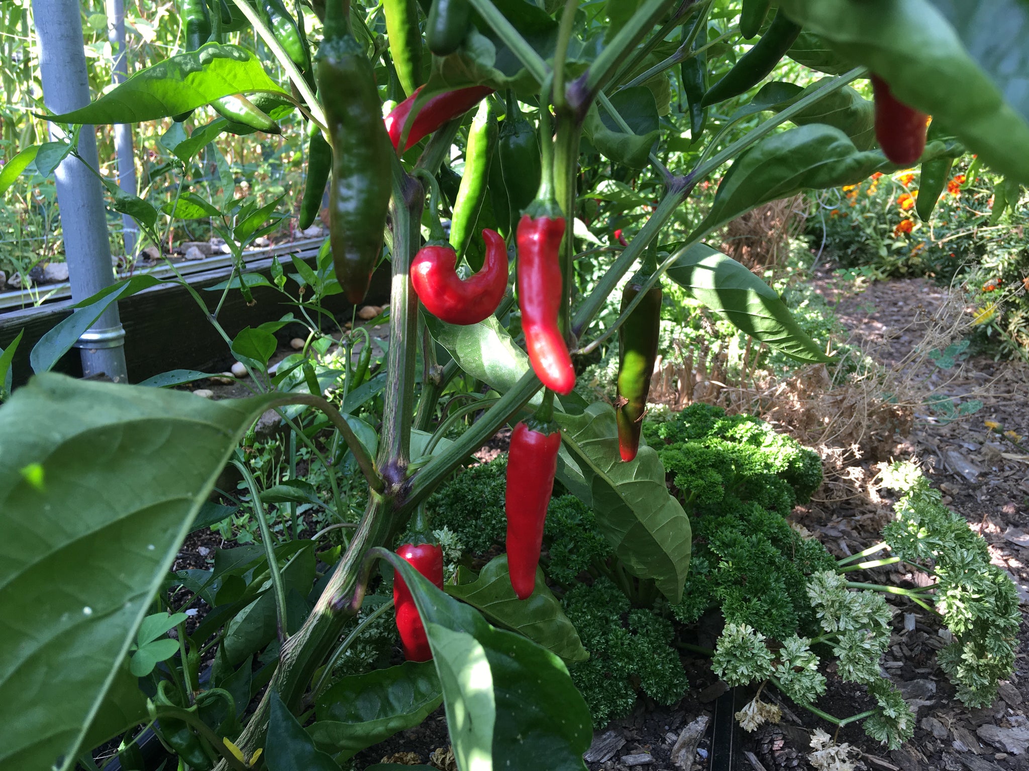 Hong Gochu Korean Hong-Gochu Pepper – Truelove Seeds