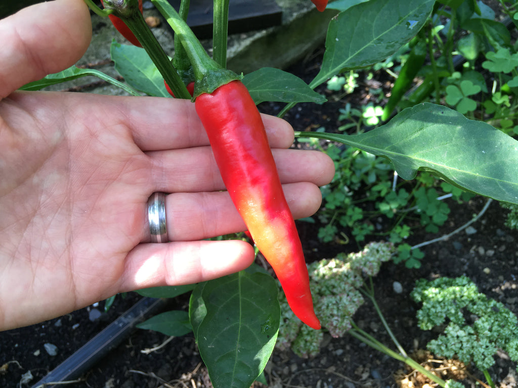Korean Hong-Gochu Pepper – Truelove Seeds