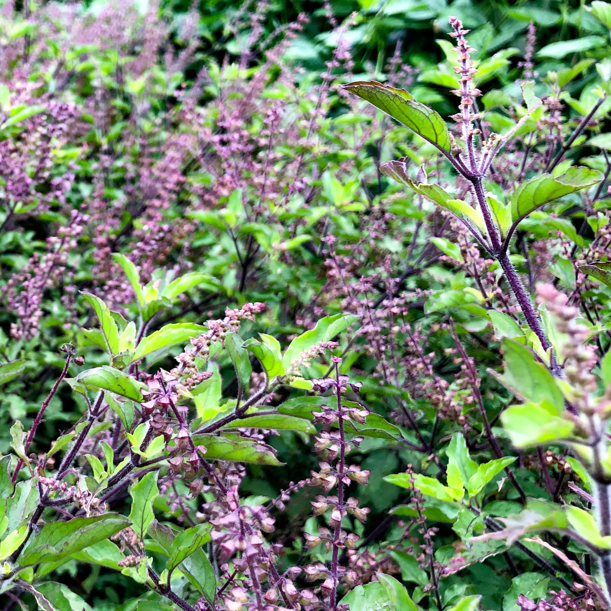 plant thai basil seeds Krapao Red (Thai Holy Basil) – Truelove Seeds