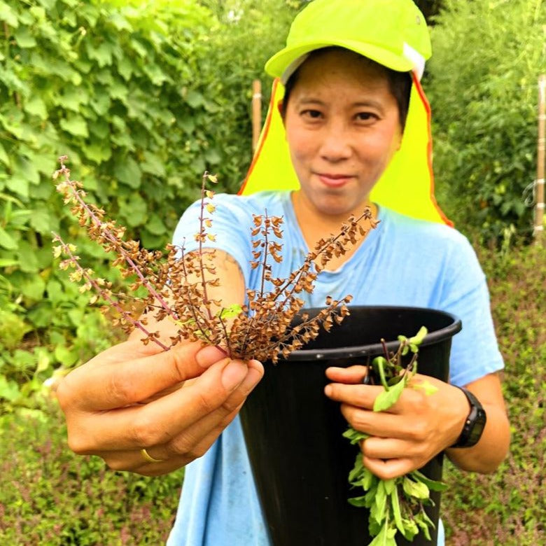 thai basil plant seeds Krapao Red (Thai Holy Basil)