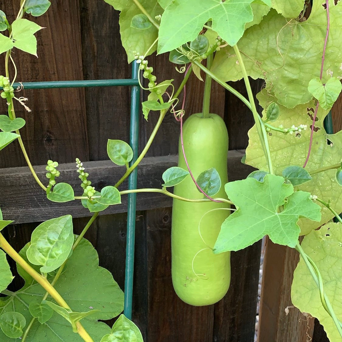 bottle gourd plant seeds Lauki (Bottle Gourd) – Truelove Seeds