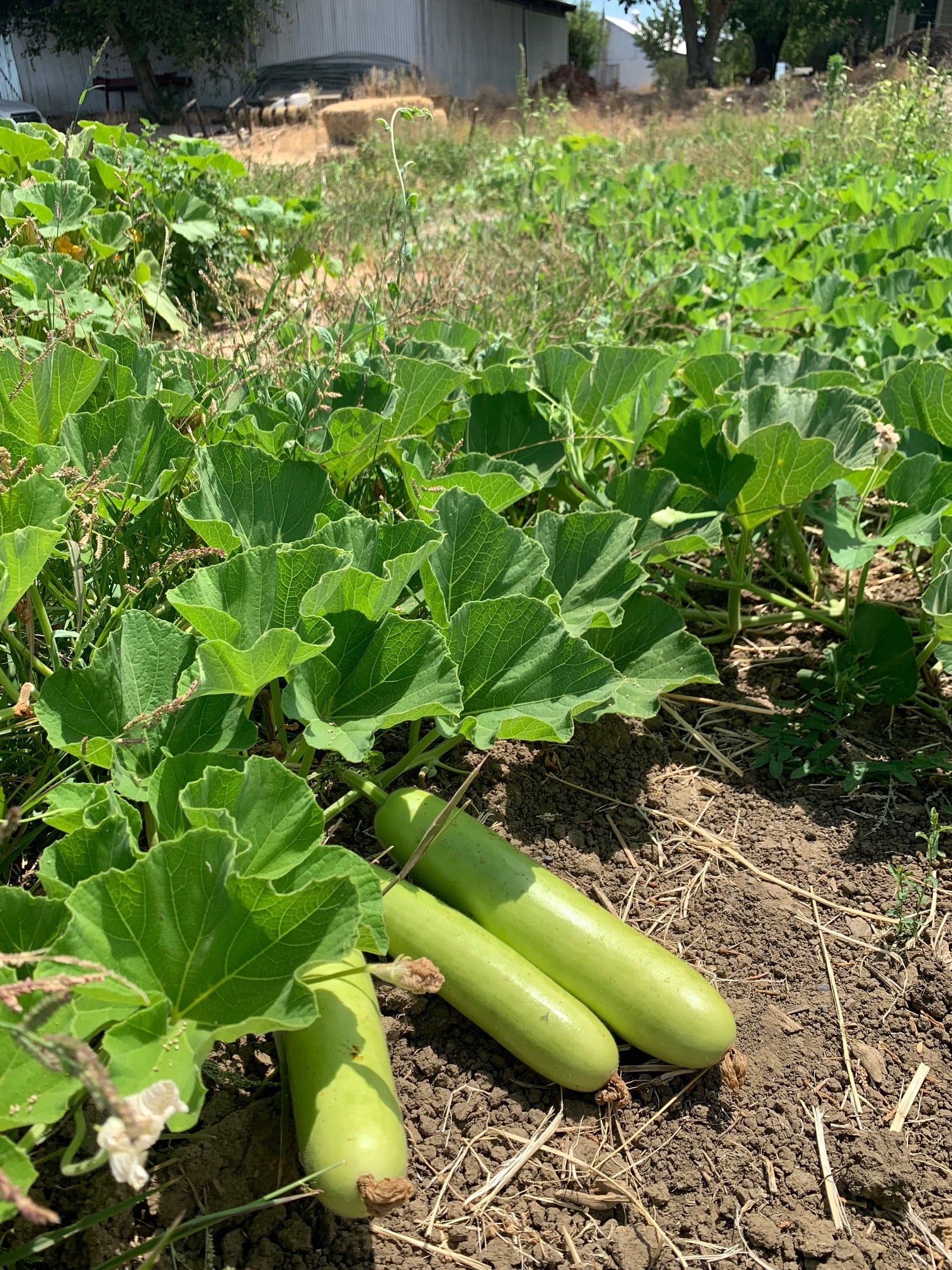 lauki plant in pot Lauki (Bottle Gourd) – Truelove Seeds