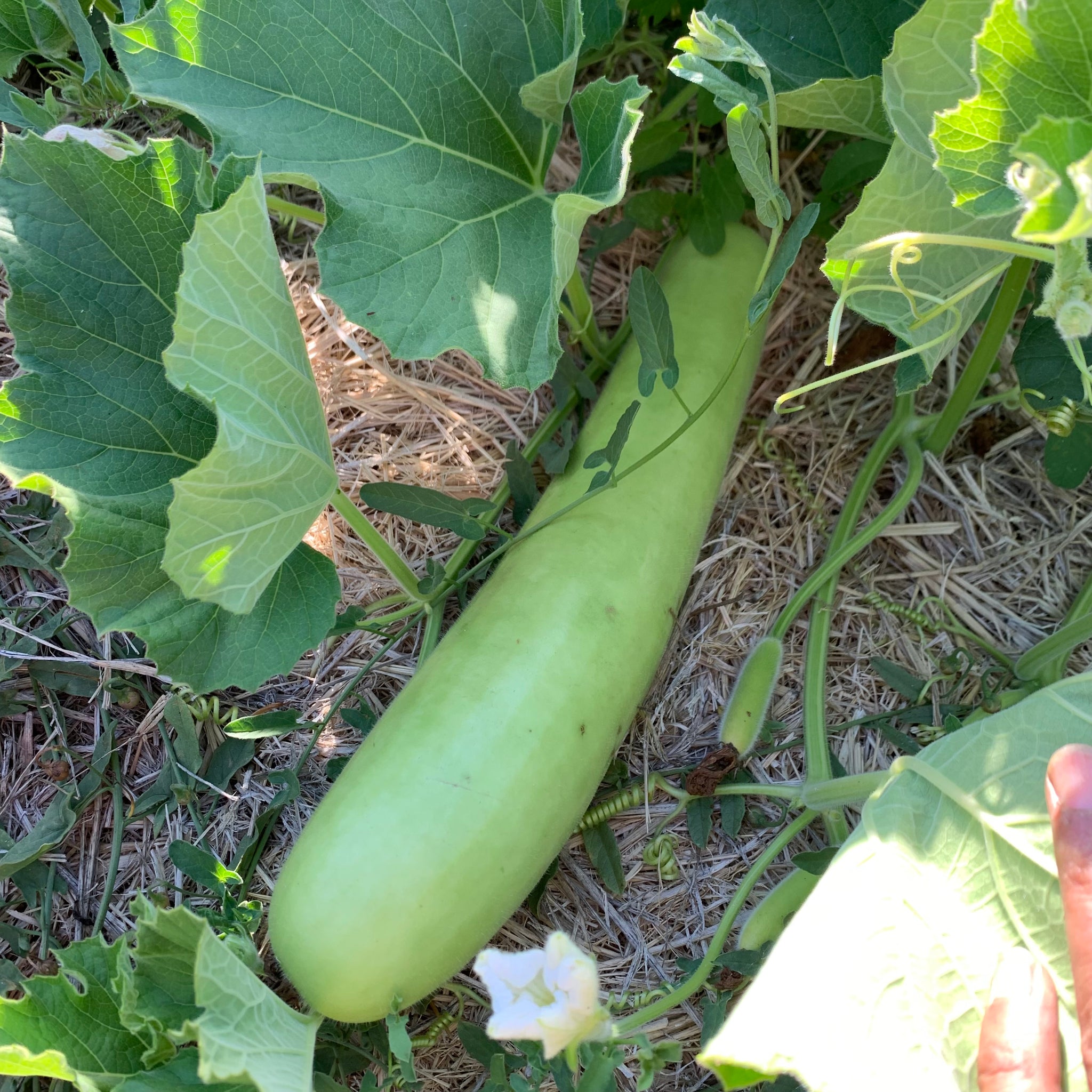 Lauki (Bottle Gourd) – Truelove Seeds