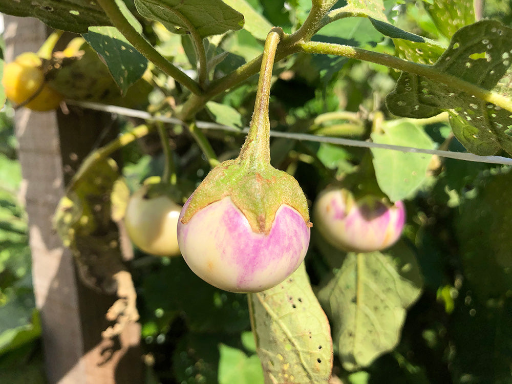 thai lavender frog egg eggplant seeds Lavender Frog Egg (Eggplant) – Truelove Seeds