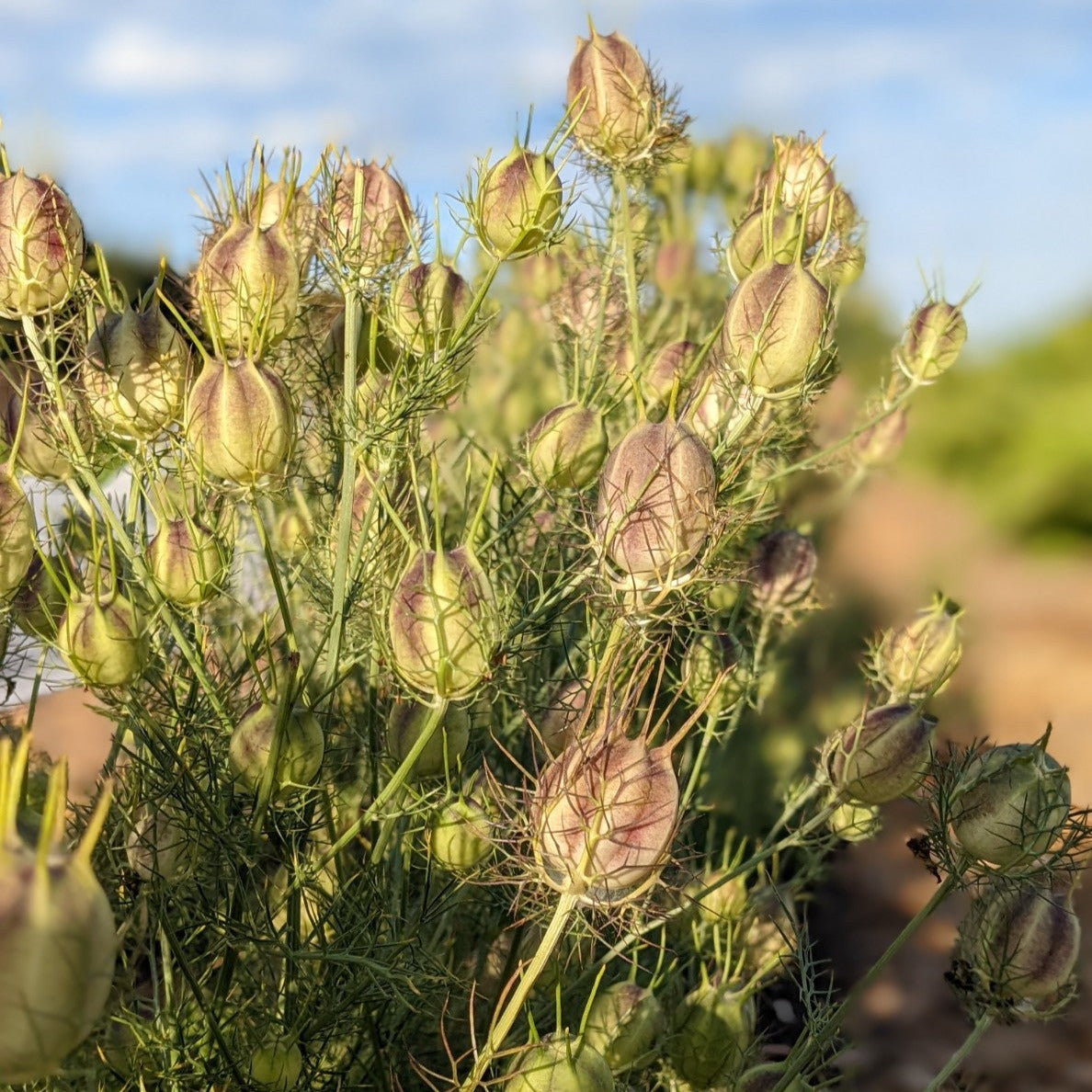 planting love in a mist seeds Love-In-A-Mist – Truelove Seeds