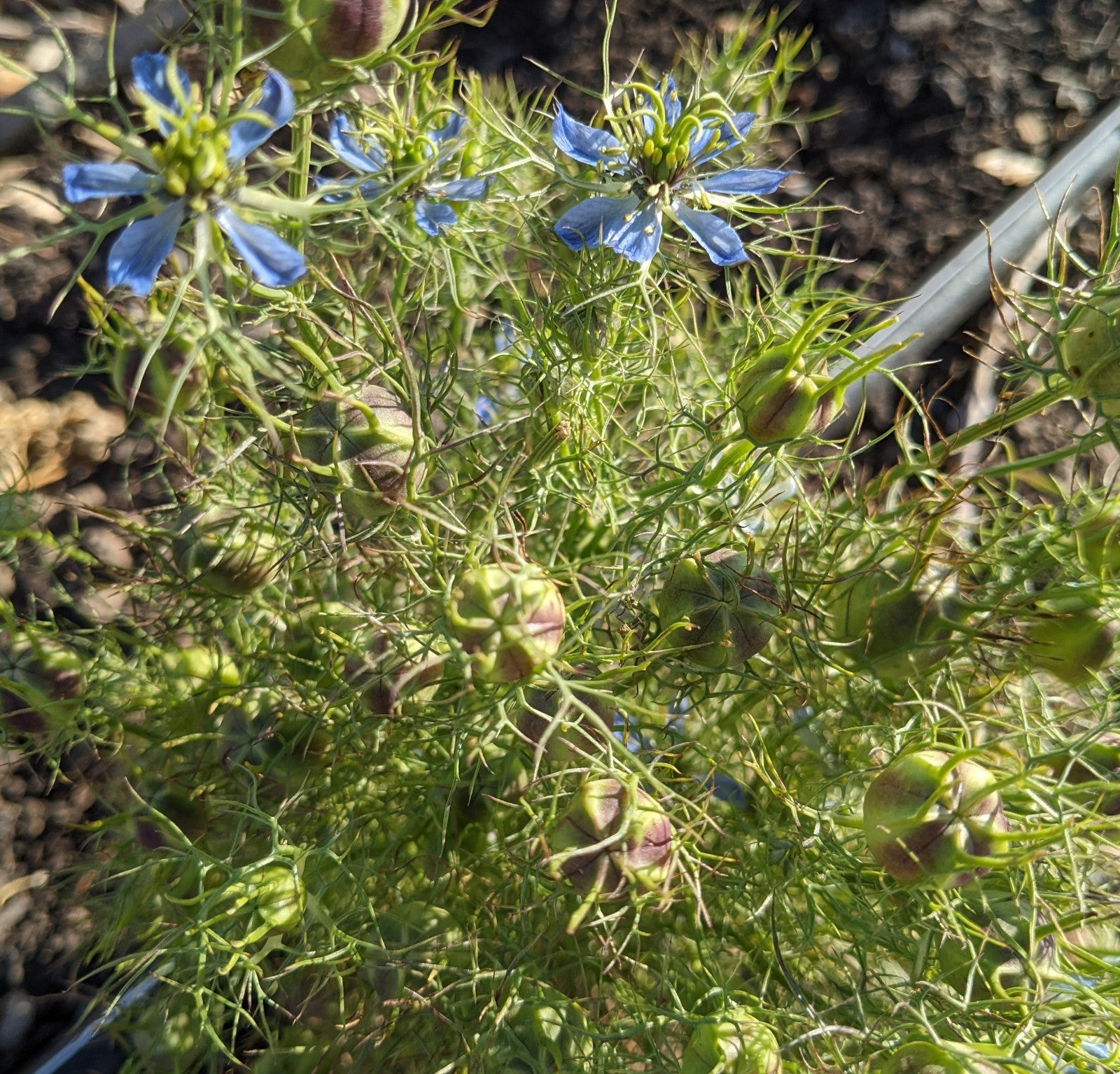 love seed plant Love-In-A-Mist – Truelove Seeds