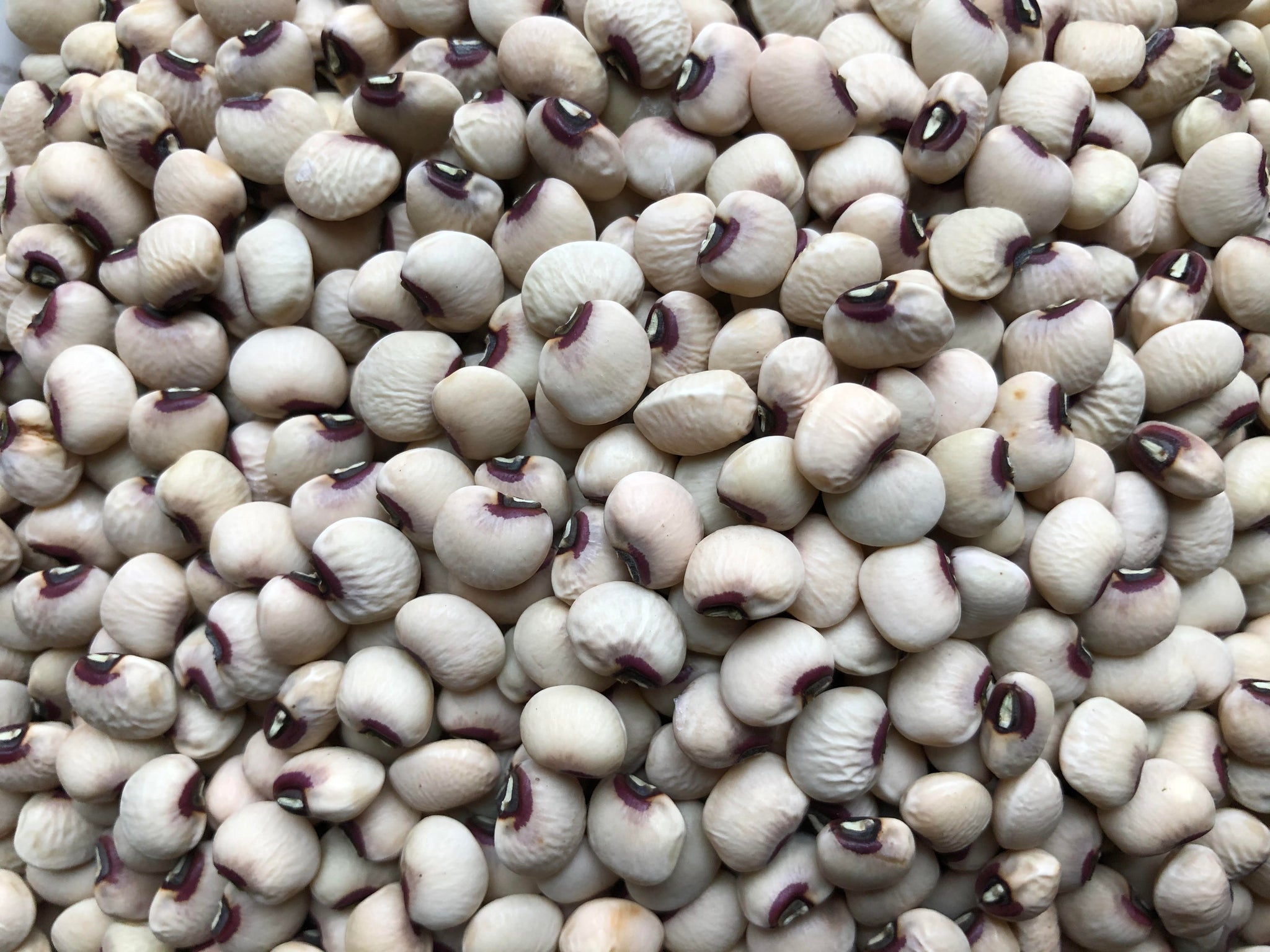 Mississippi Purple Hull Pea – Truelove Seeds