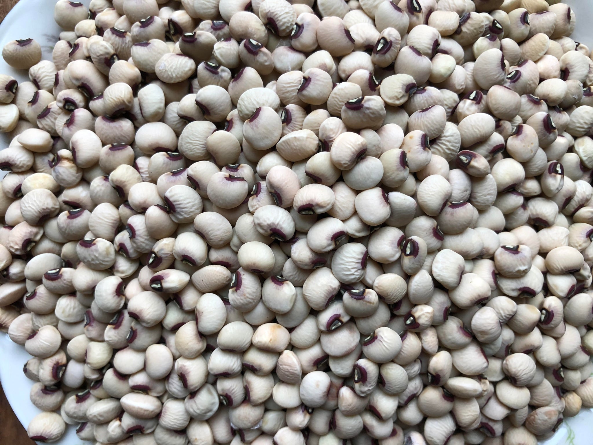 garden pea seeds for sale Mississippi Purple Hull Pea – Truelove Seeds