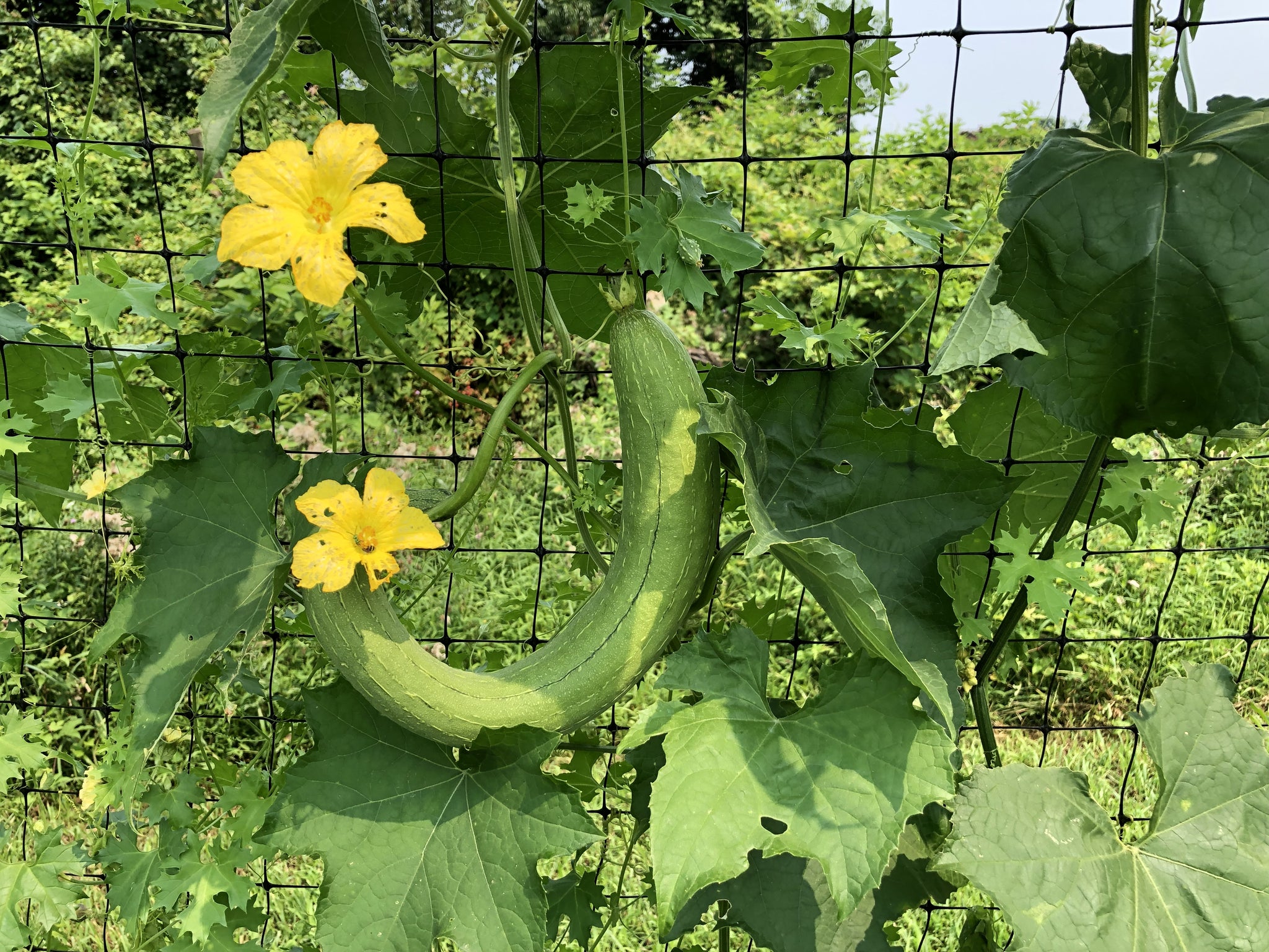 luffa plant Mướp Hương (Smooth Luffa Gourd) – Truelove Seeds
