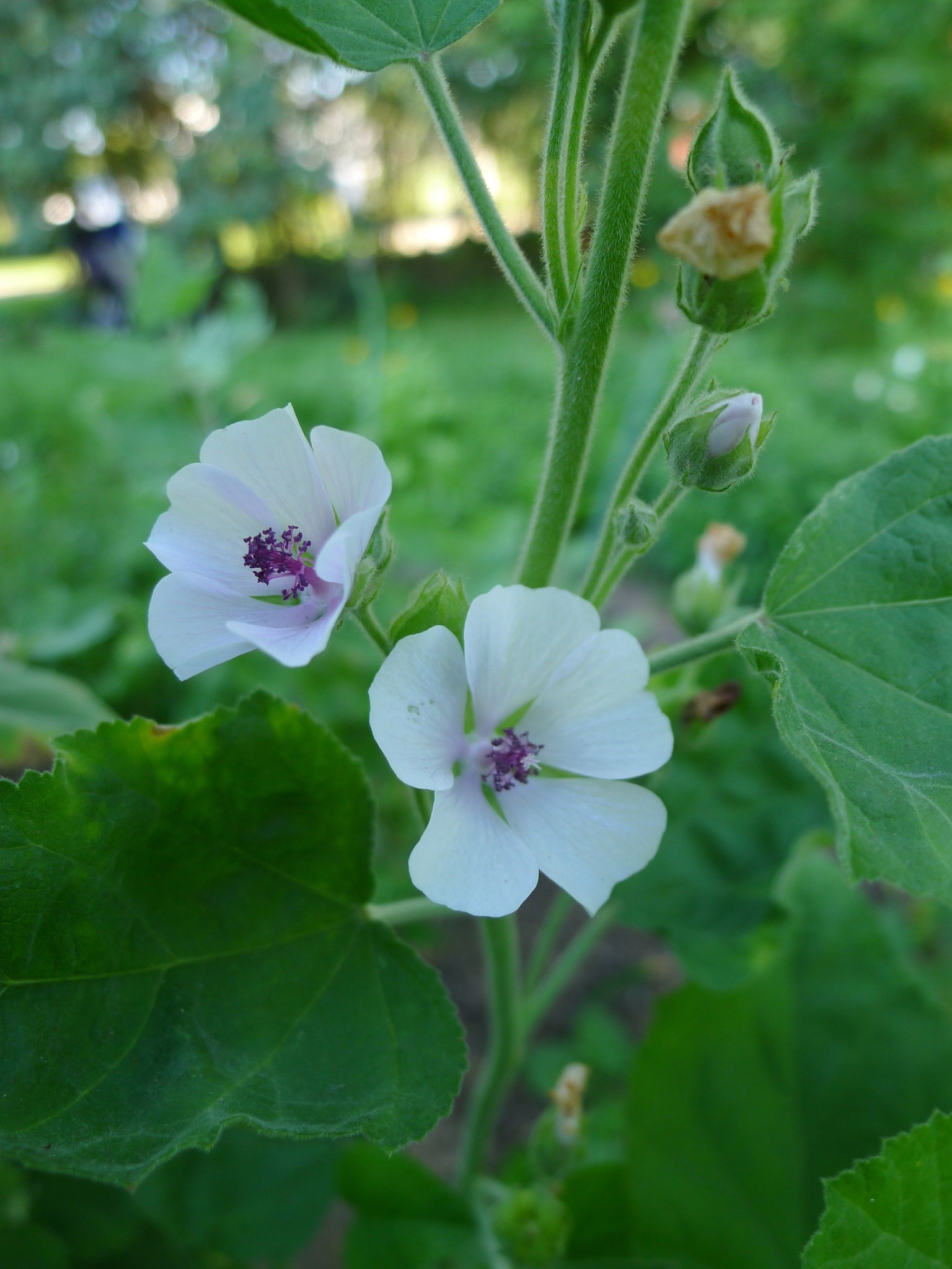 thumbnail image 2 of Black Marshmallow Plant Althaea Officinalis Malvaceae 2 of 14