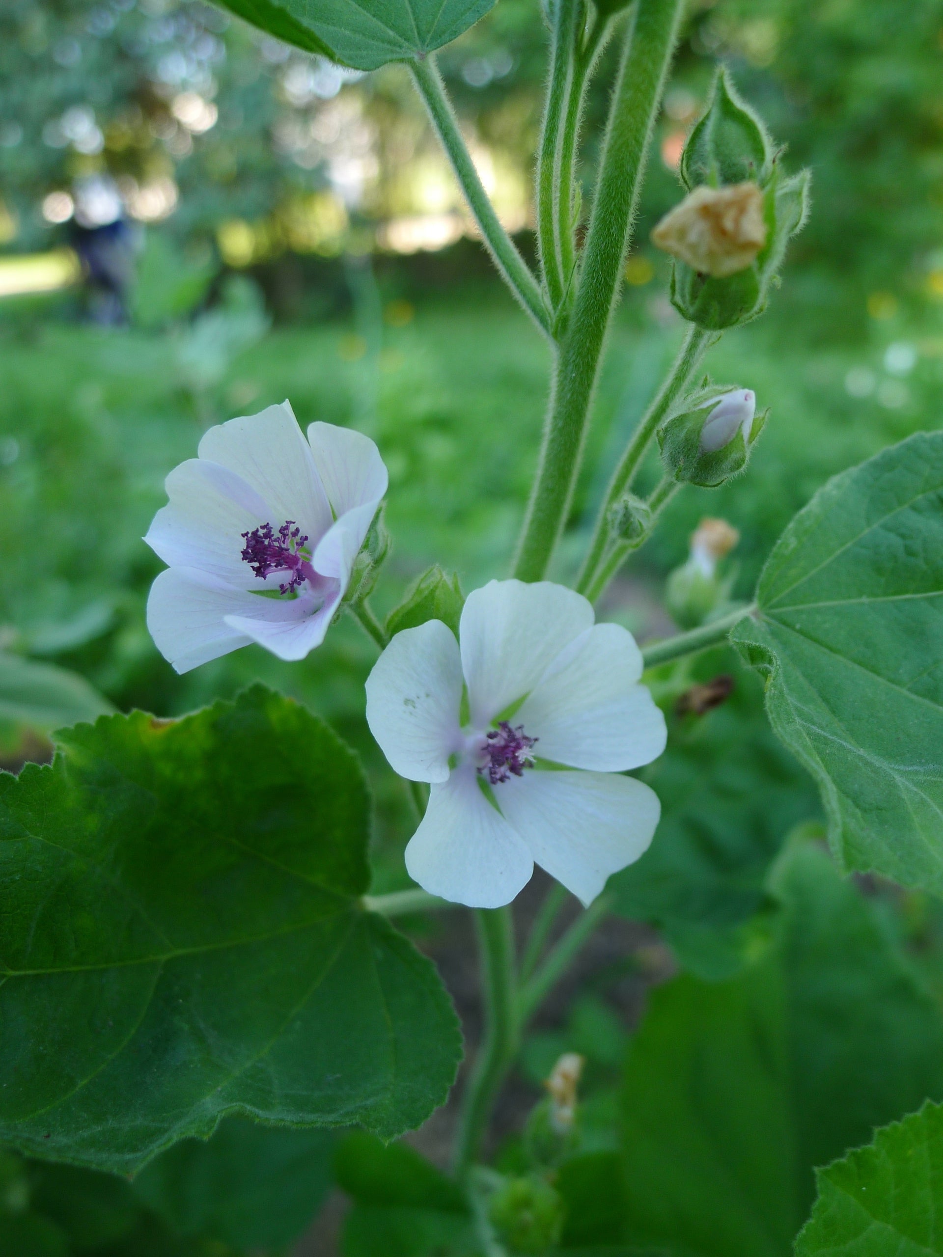 Marshmallow – Truelove Seeds