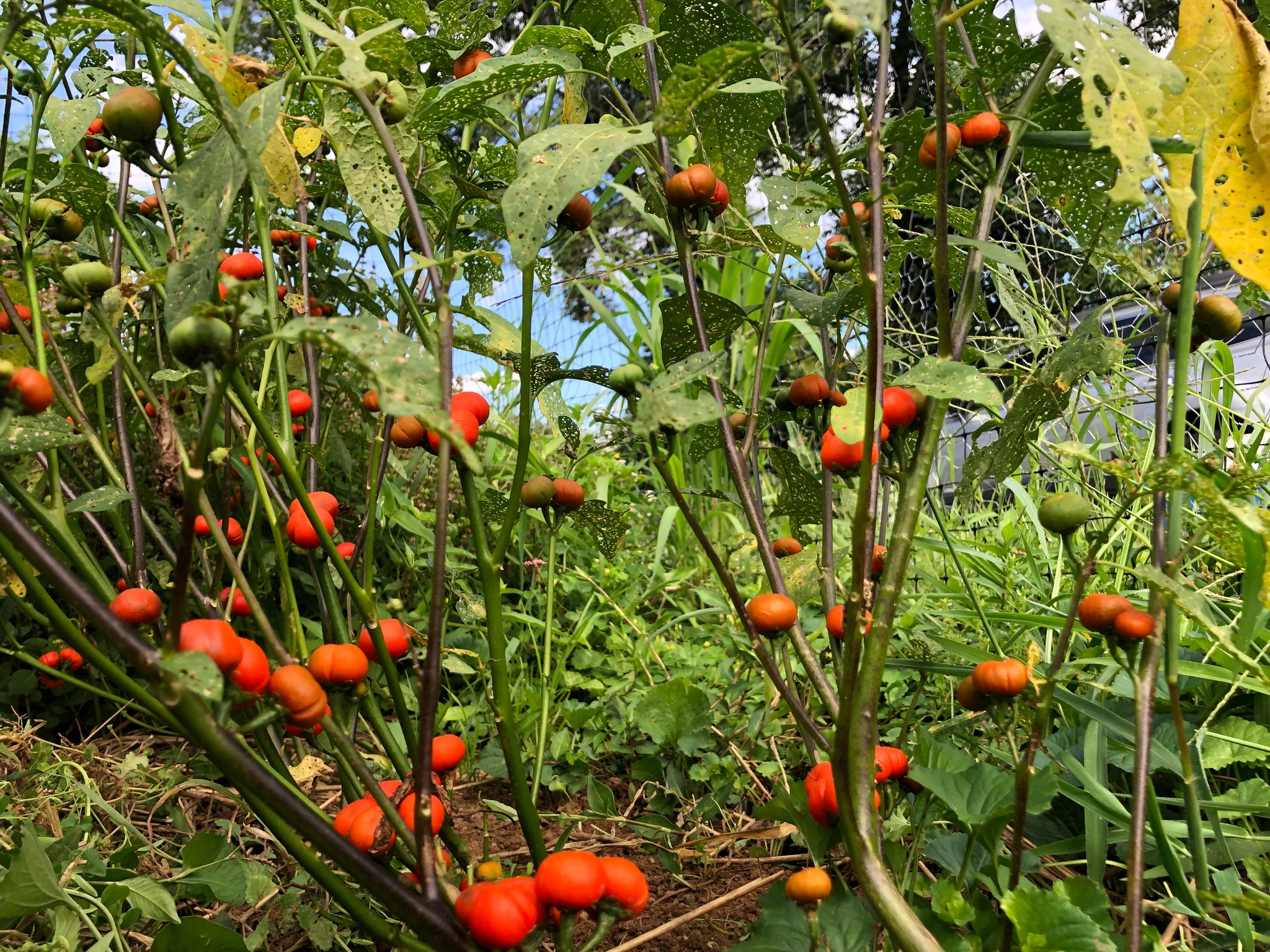 garden egg seed for sale Nigerian Garden Egg – Truelove Seeds