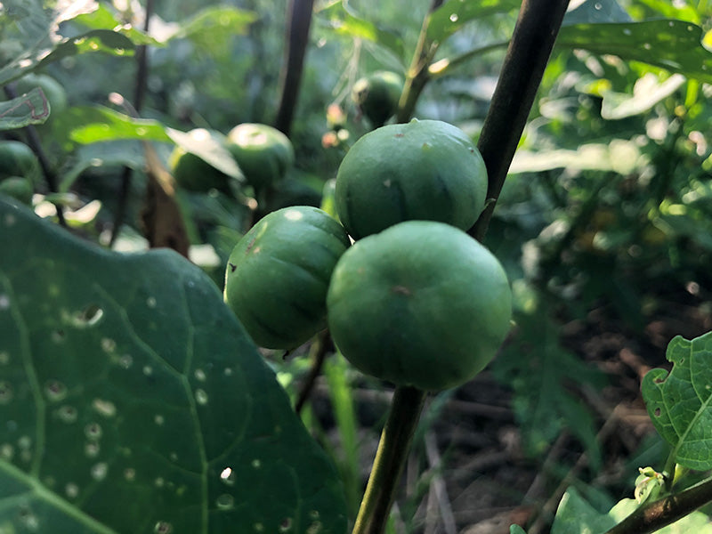 nigerian egg plant Nigerian Garden Egg