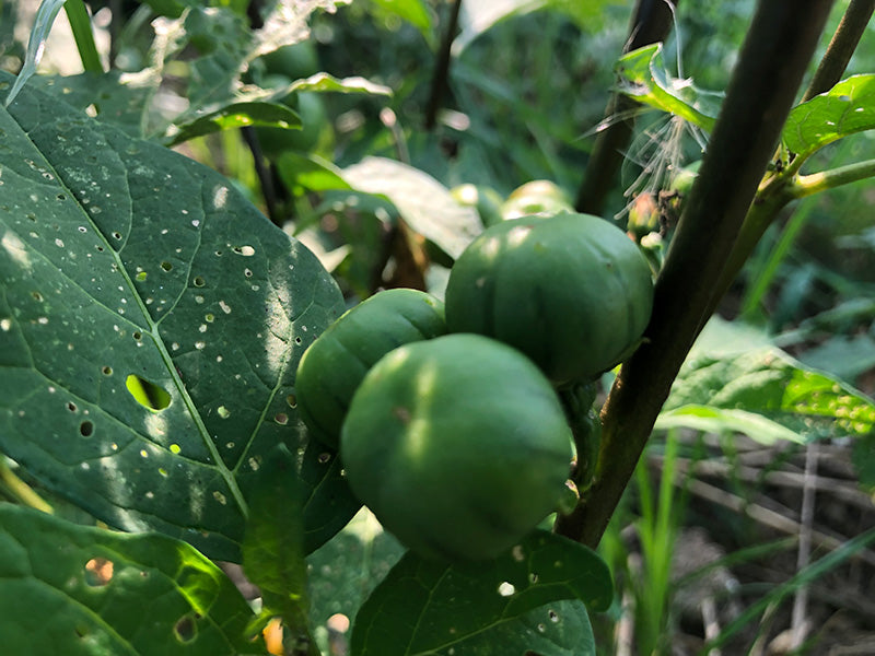 Nigerian Garden Egg – Truelove Seeds