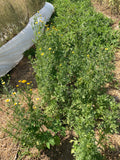 Oasis Shungiku (Chrysanthemum Greens)