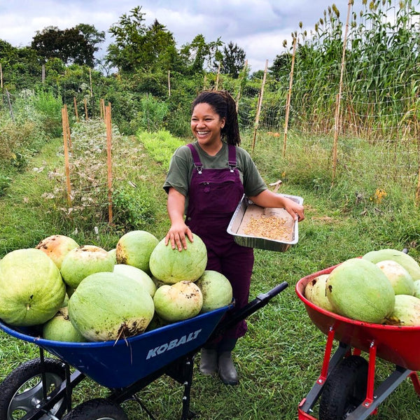 Odell's Large White Watermelon – Truelove Seeds
