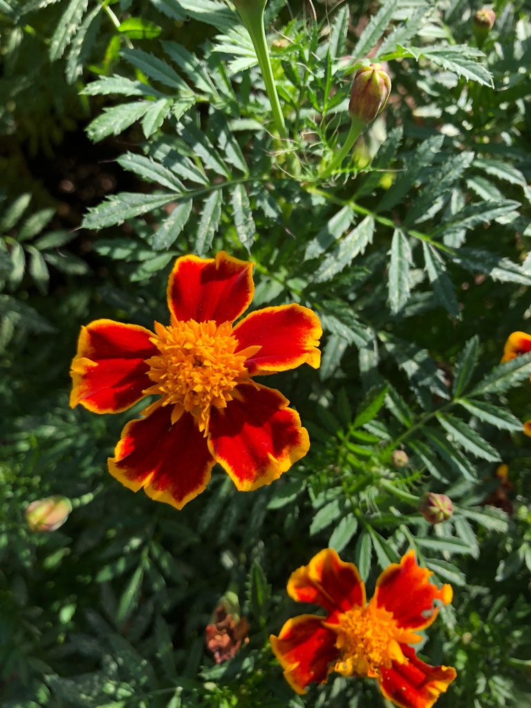 Orange Fire Marigolds – Truelove Seeds