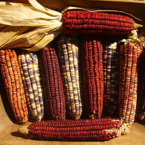 nana corn Nana - (F1) Corn Seed - SeedsDay