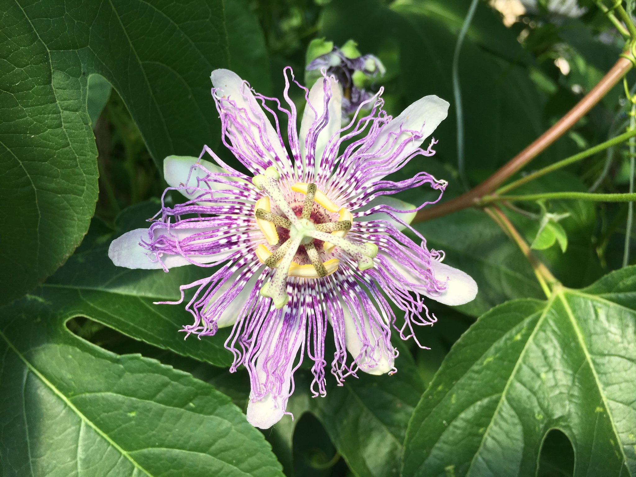 Passionflower