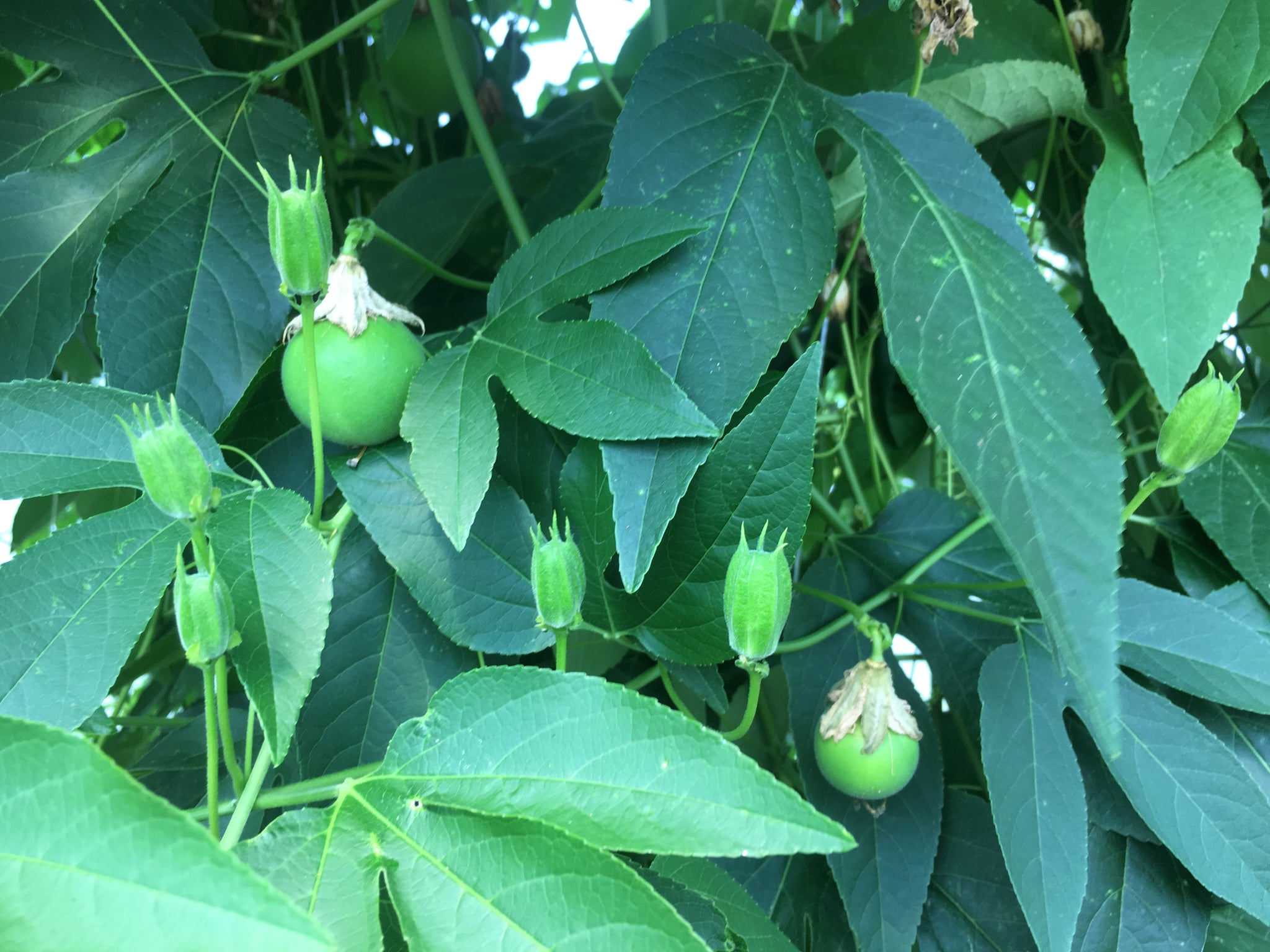 Passionflower – Truelove Seeds