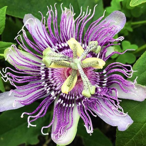 Passionflower – Truelove Seeds