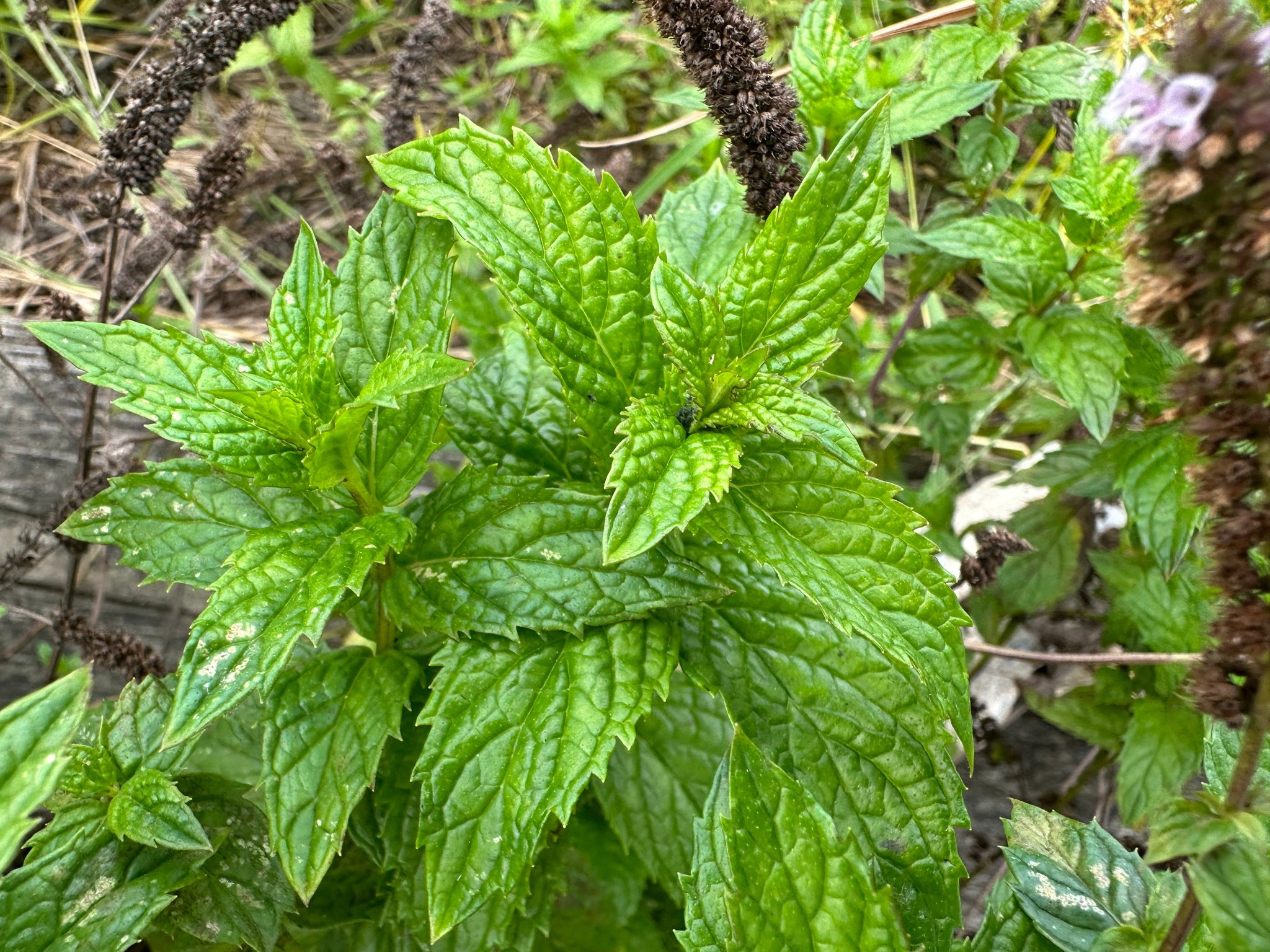 Peppermint