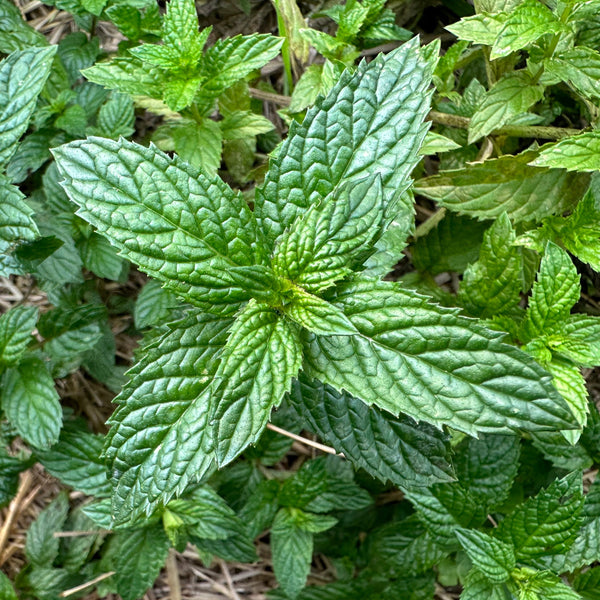 Peppermint