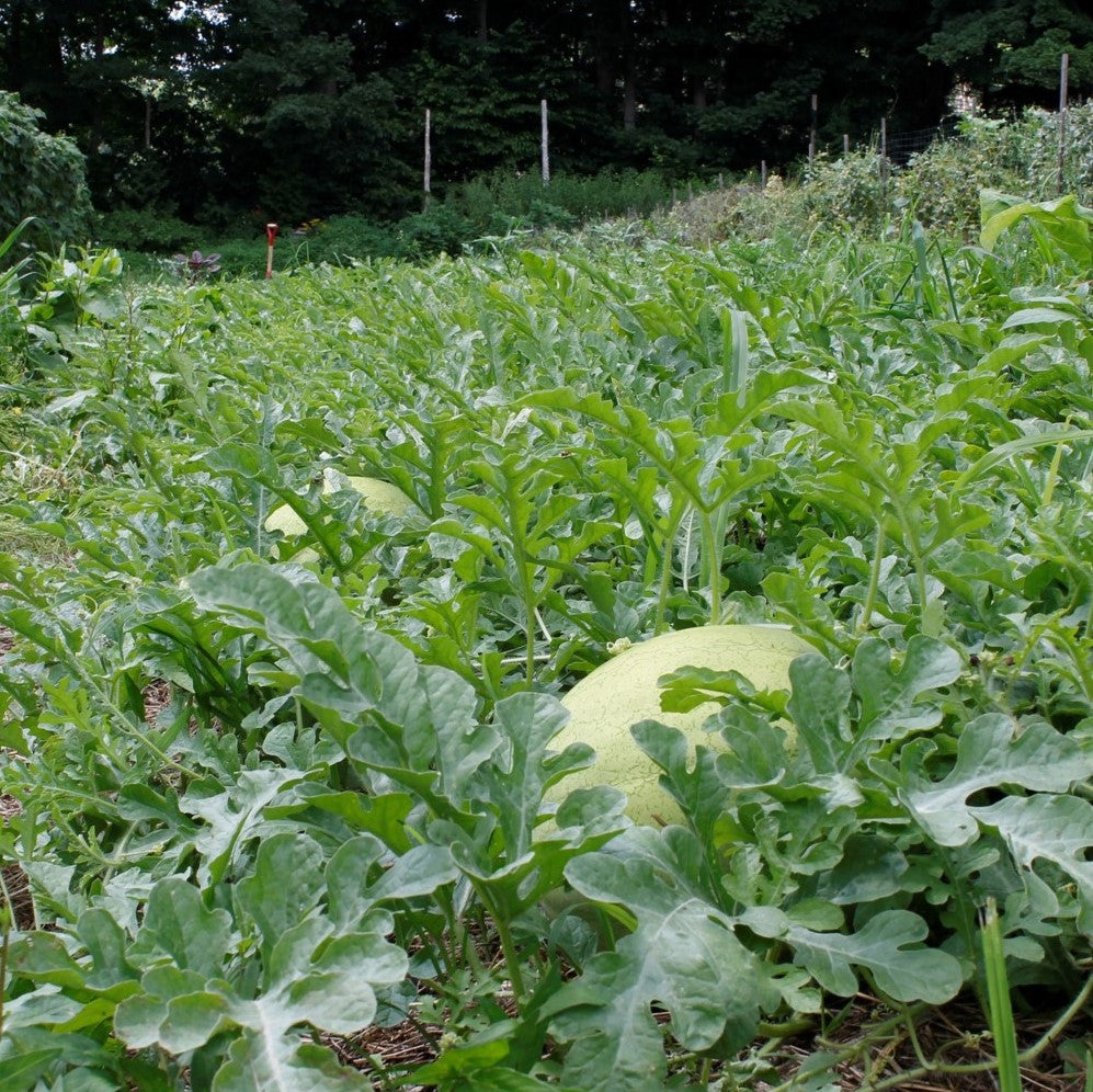 Polish Watermelon – Truelove Seeds