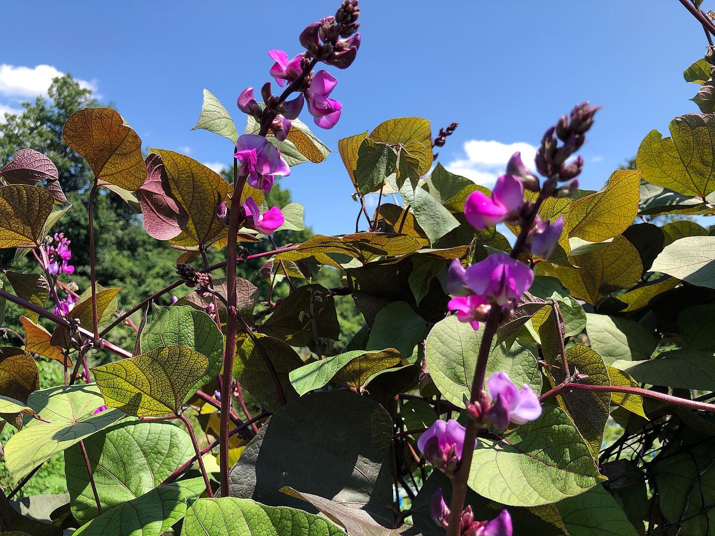 planting purple hyacinth bean seeds Purple Hyacinth Bean – Truelove Seeds