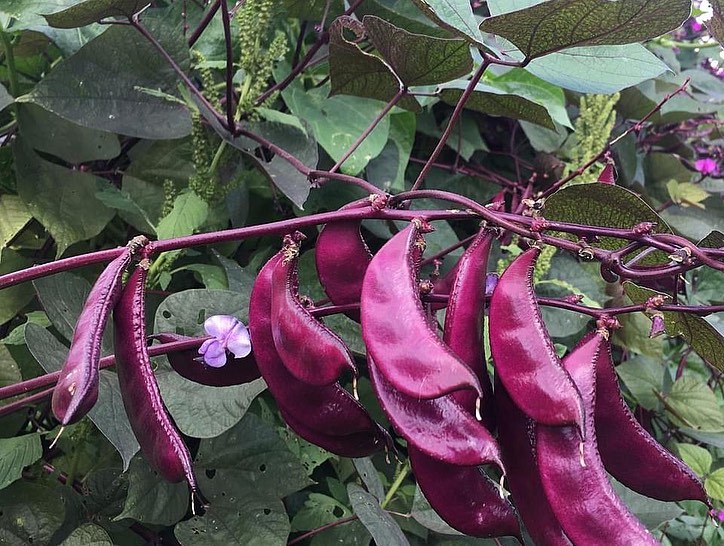 plant hyacinth seeds Purple Hyacinth Bean
