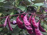Purple Hyacinth Bean