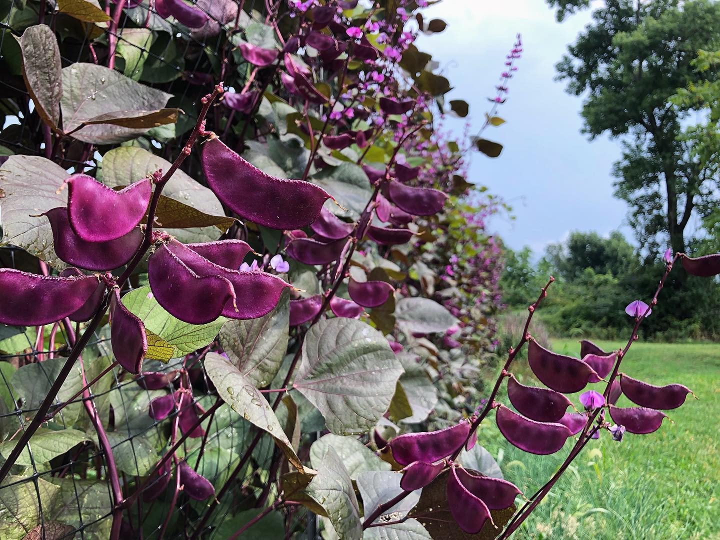 planting hyacinth bean seeds Purple Hyacinth Bean – Truelove Seeds