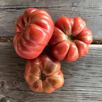 Purple Calabash Tomato – Truelove Seeds