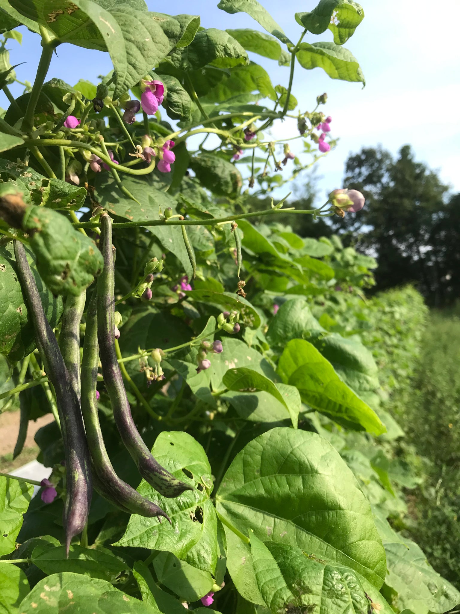 planting rattle snake beans utube Rattlesnake Pole Bean – Truelove Seeds