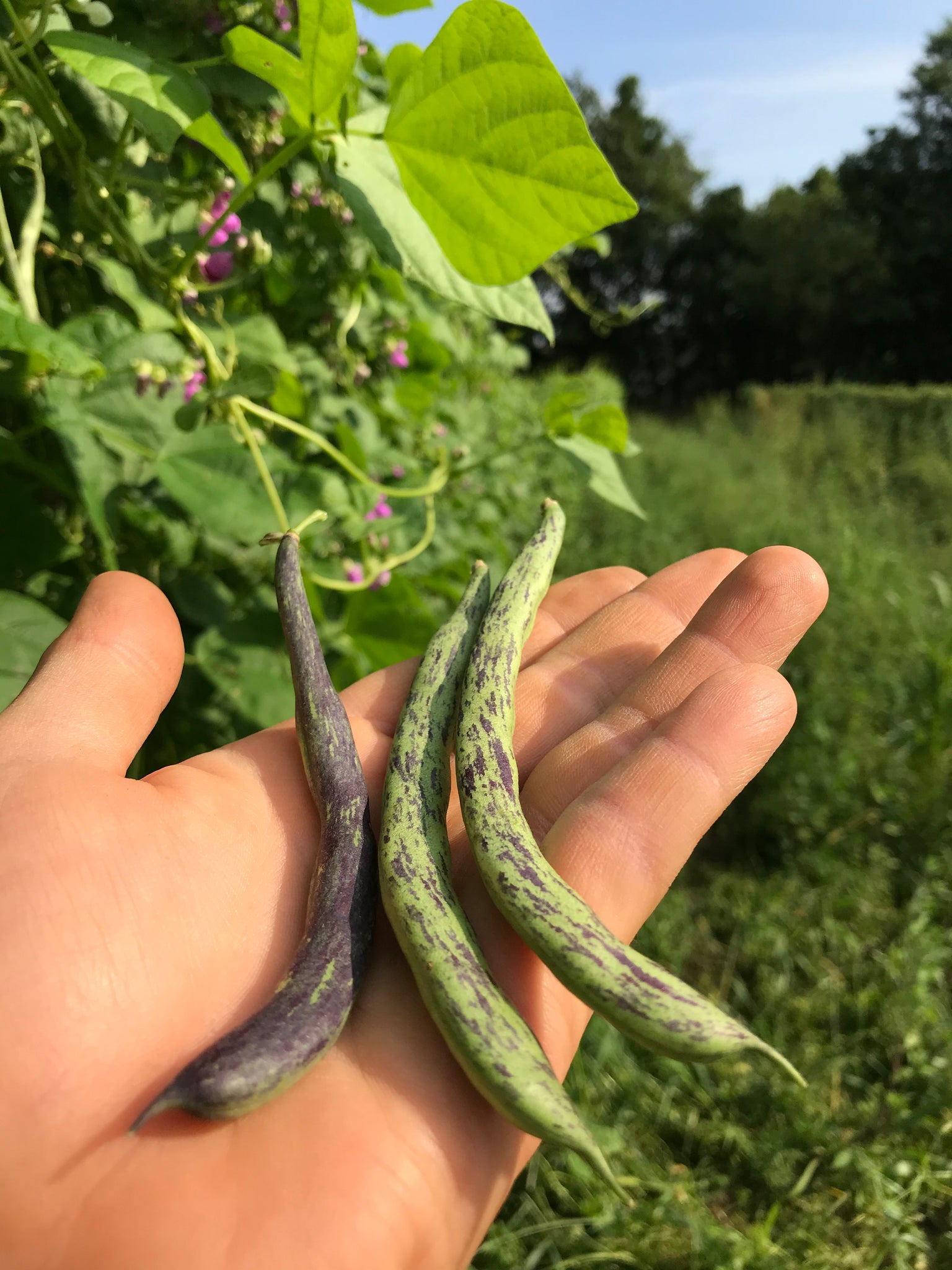 planting rattle snake beans utube Rattlesnake Pole Bean – Truelove Seeds