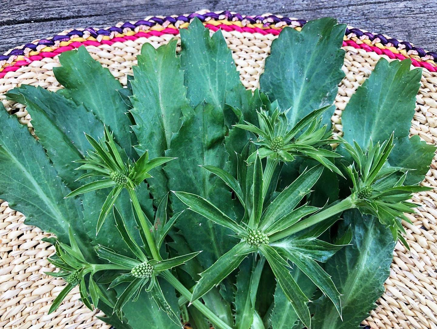 Recao (Culantro) Truelove Seeds