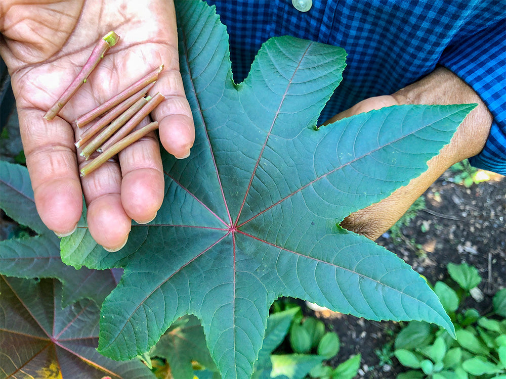 castor plant seeds Red Castor – Truelove Seeds