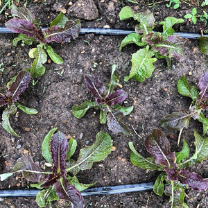 Red Celtuce (Stem Lettuce)