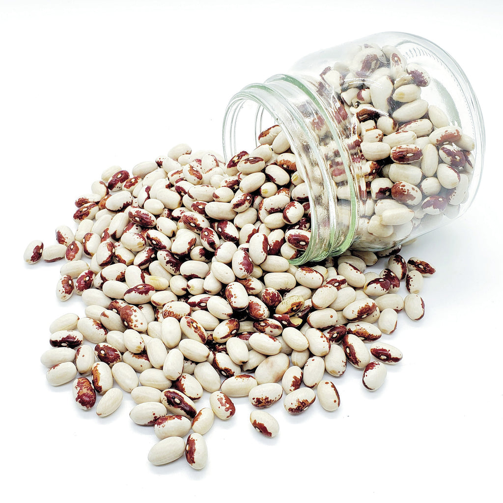 Rockwell Bean – Truelove Seeds