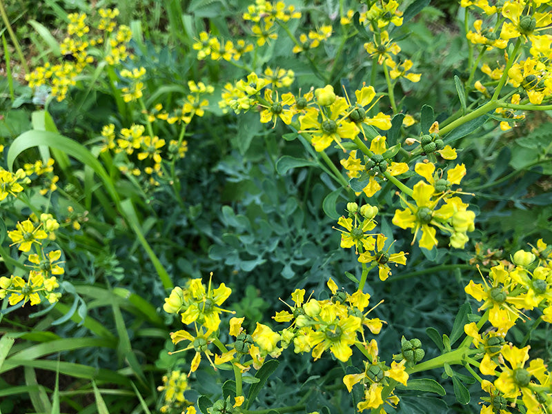 Rue Plant Rash