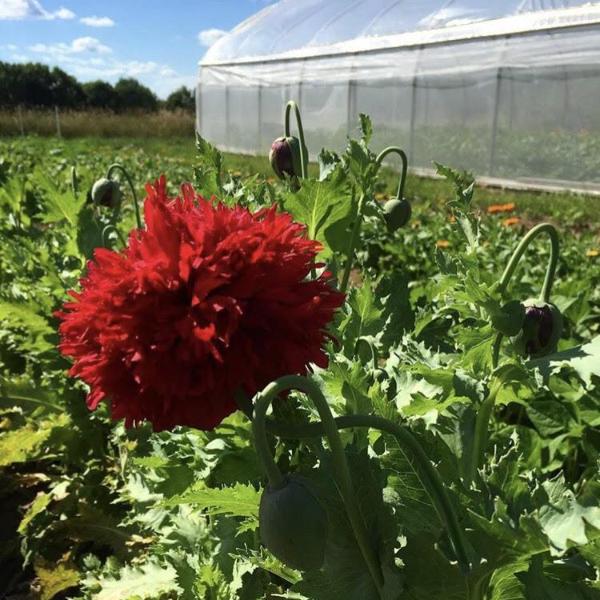 planting peony poppy seeds Scarlet Peony Poppy