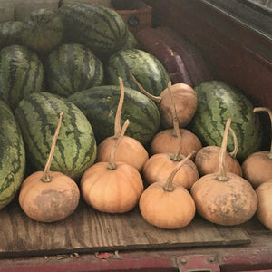 Seminole Pumpkin