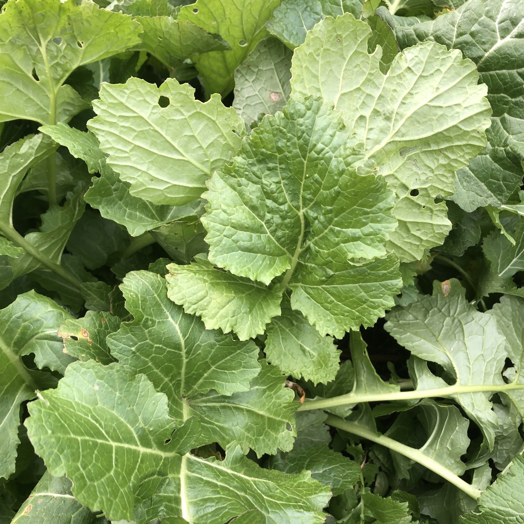 turnip seed planting rate Seven Top Turnips – Truelove Seeds