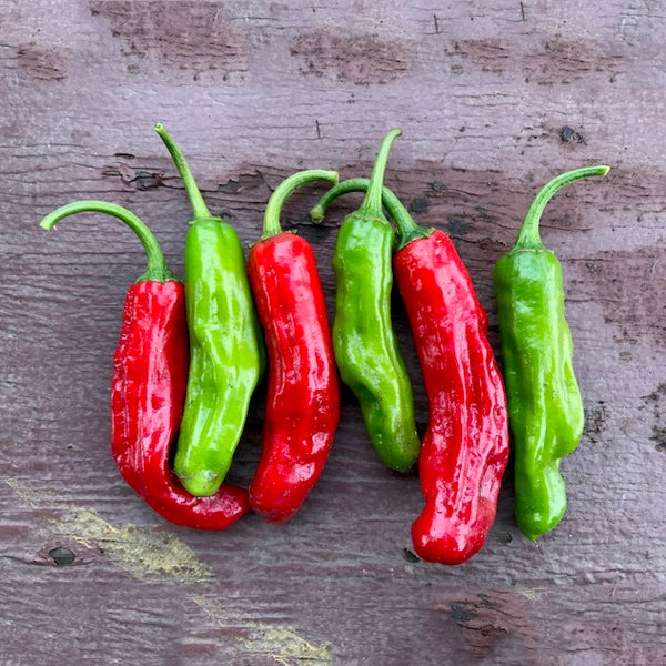 しぺぺページ Shishito Pepper – Truelove Seeds
