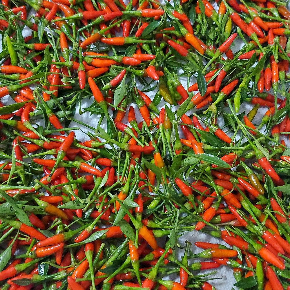 Siling Labuyo Pepper Truelove Seeds
