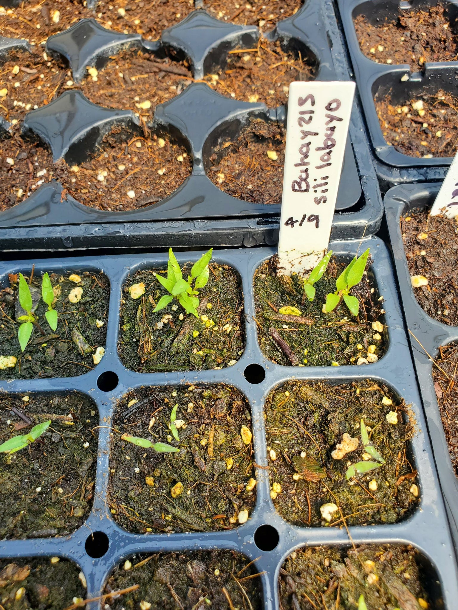 Labuyo Capsule Siling Labuyo Pepper – Truelove Seeds