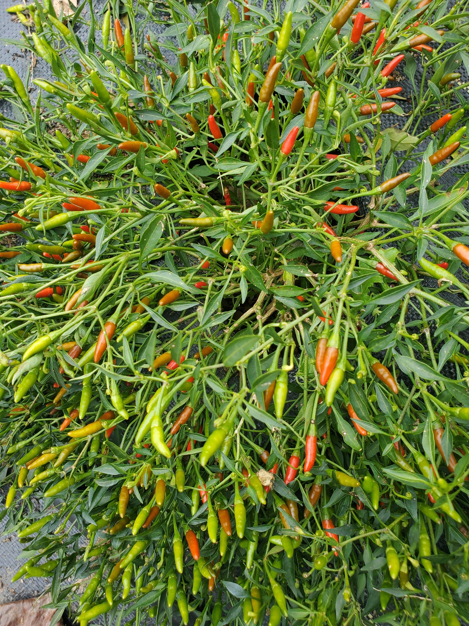 Labuyo Types/sizes Siling Labuyo Pepper – Truelove Seeds